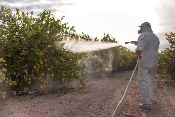 Best Wasp Removal Services  in Fallsburg, NY