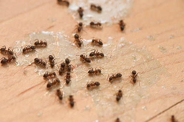 Best Best Pest Control Companies  in Fallsburg, NY
